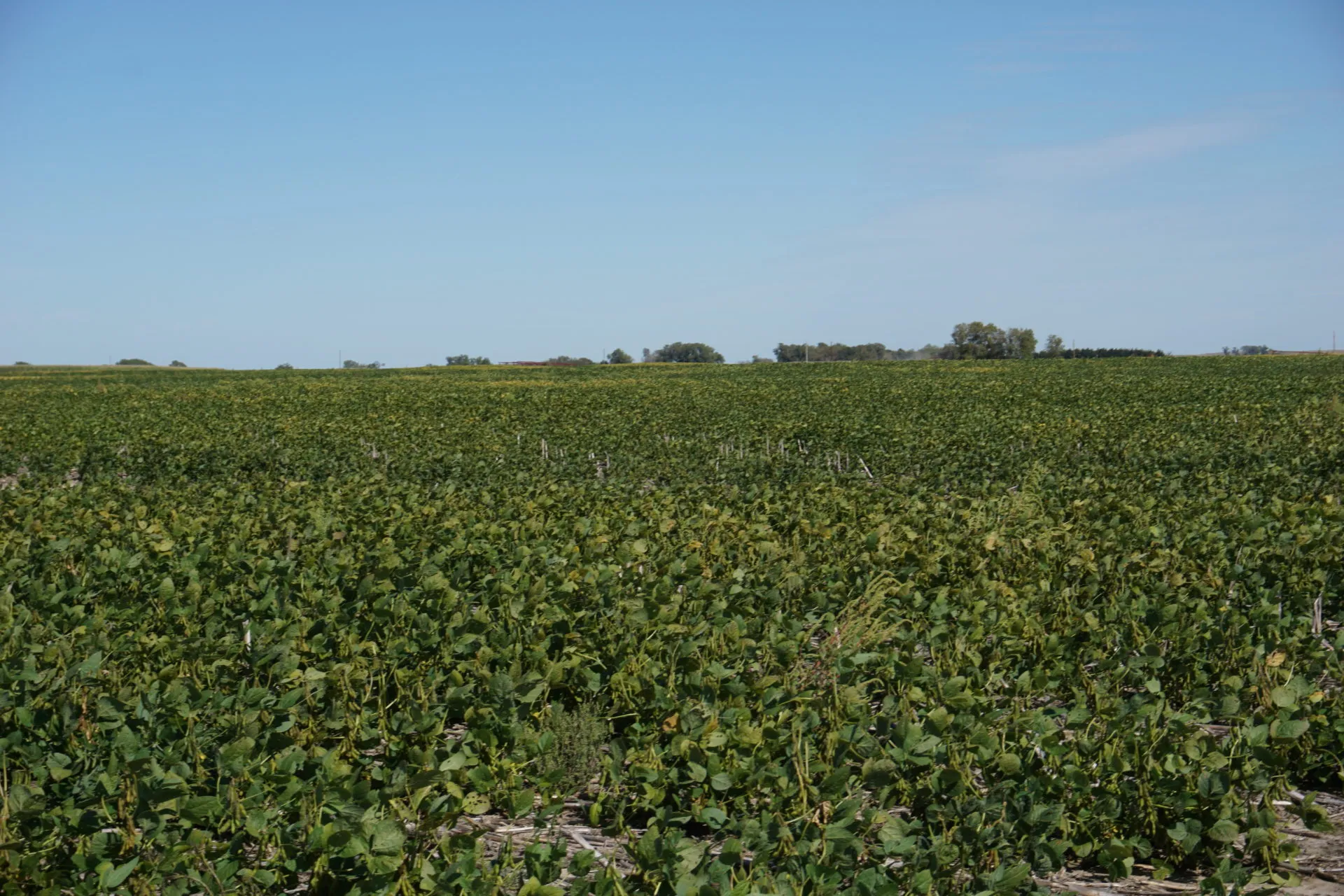 Rock County Farm (#P1903) |