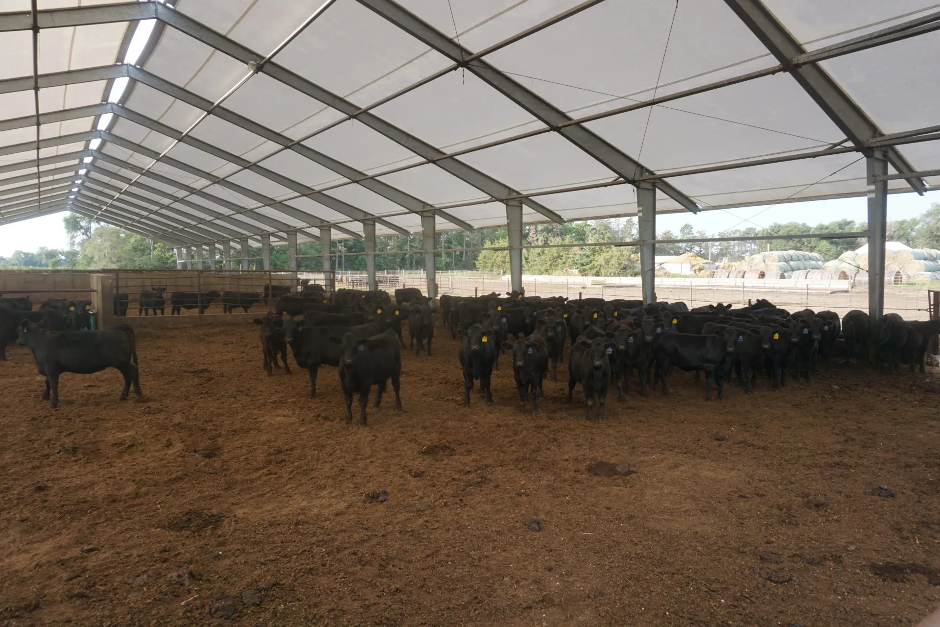 Antelope County Cattle Feeding Facility (#M2103) |