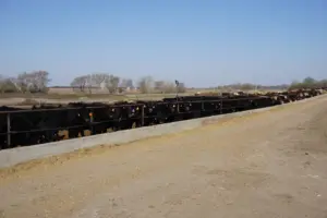 Holt County, NE feedlot for sale