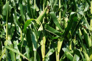 Holt County, NE farm for sale