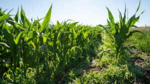 Brown County, Nebraska Irrigated Farm For Sale