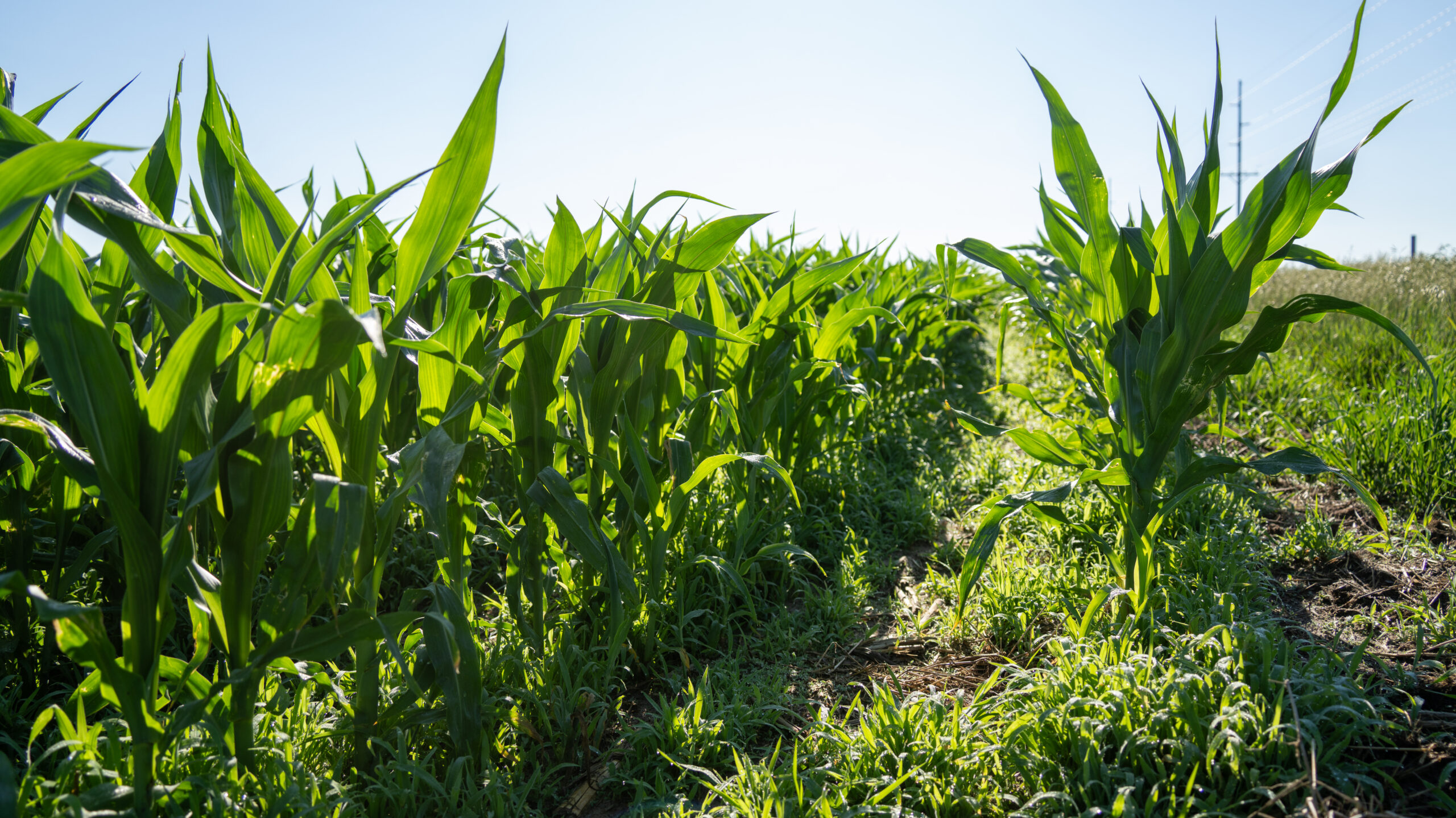 Brown County, Nebraska Irrigated Farm For Sale