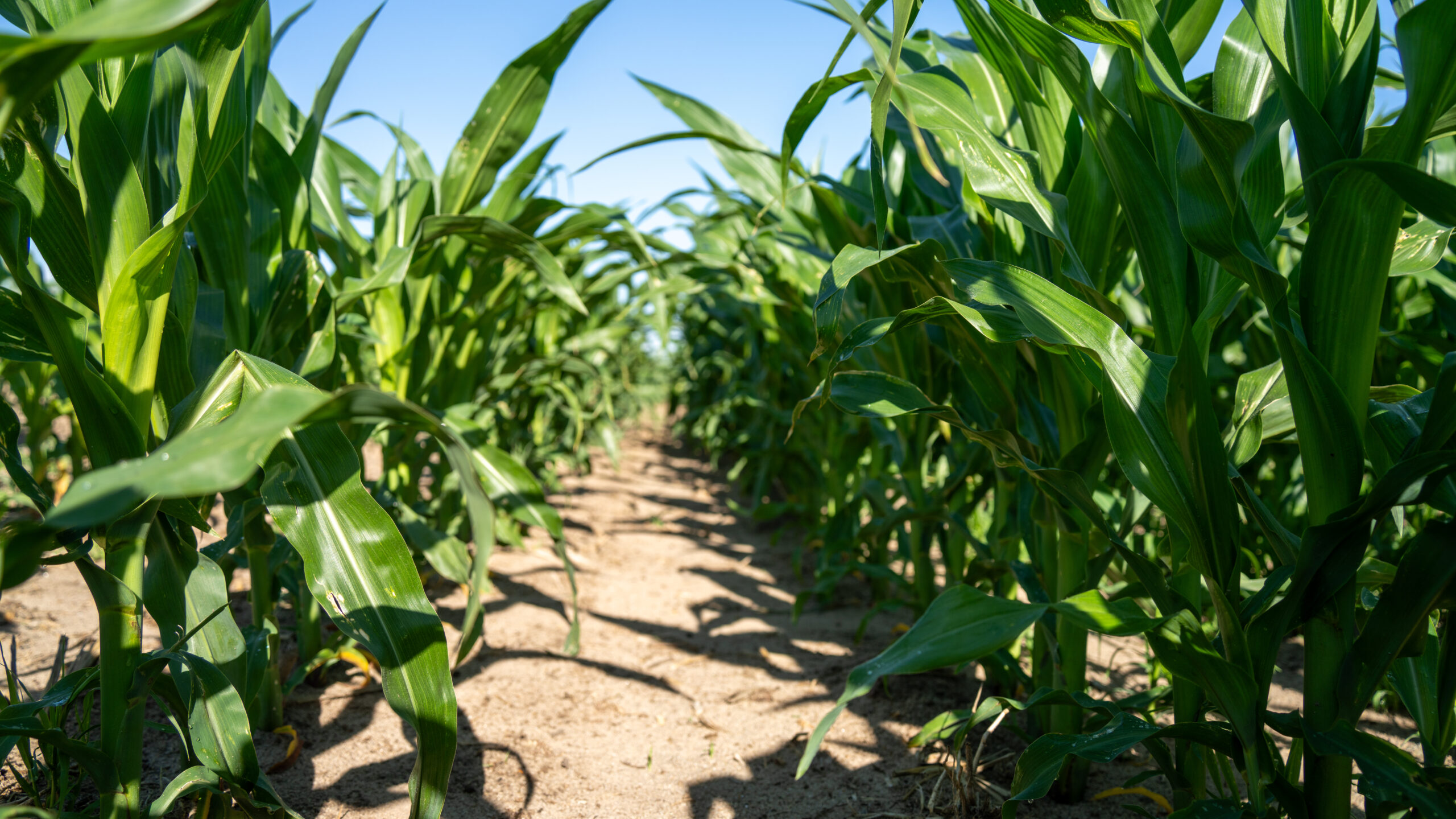 Brown County, Nebraska Irrigated Farm For Sale