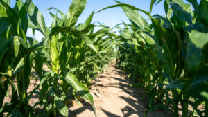 Brown County, Nebraska Irrigated Farm For Sale