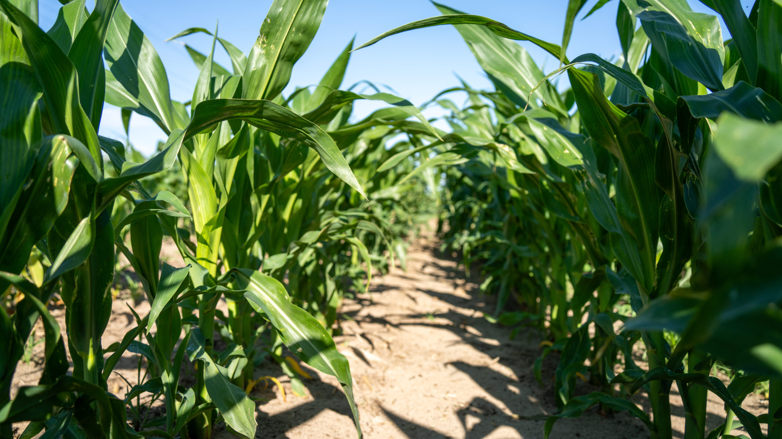 Brown County, Nebraska Irrigated Farm For Sale