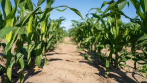 Brown County, Nebraska Irrigated Farm For Sale