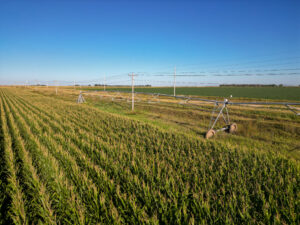 Live auction - Brown/Holt/Rock County, Nebraska