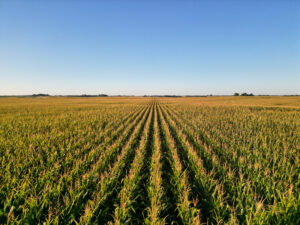 Live auction - Brown/Holt/Rock County, Nebraska