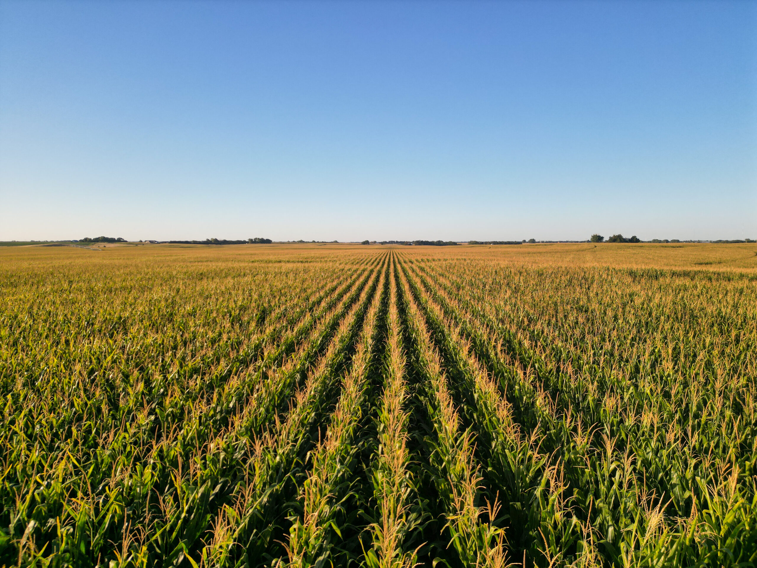 Live auction - Brown/Holt/Rock County, Nebraska