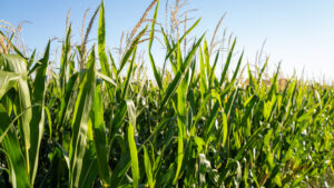 Live auction - Brown/Holt/Rock County, Nebraska