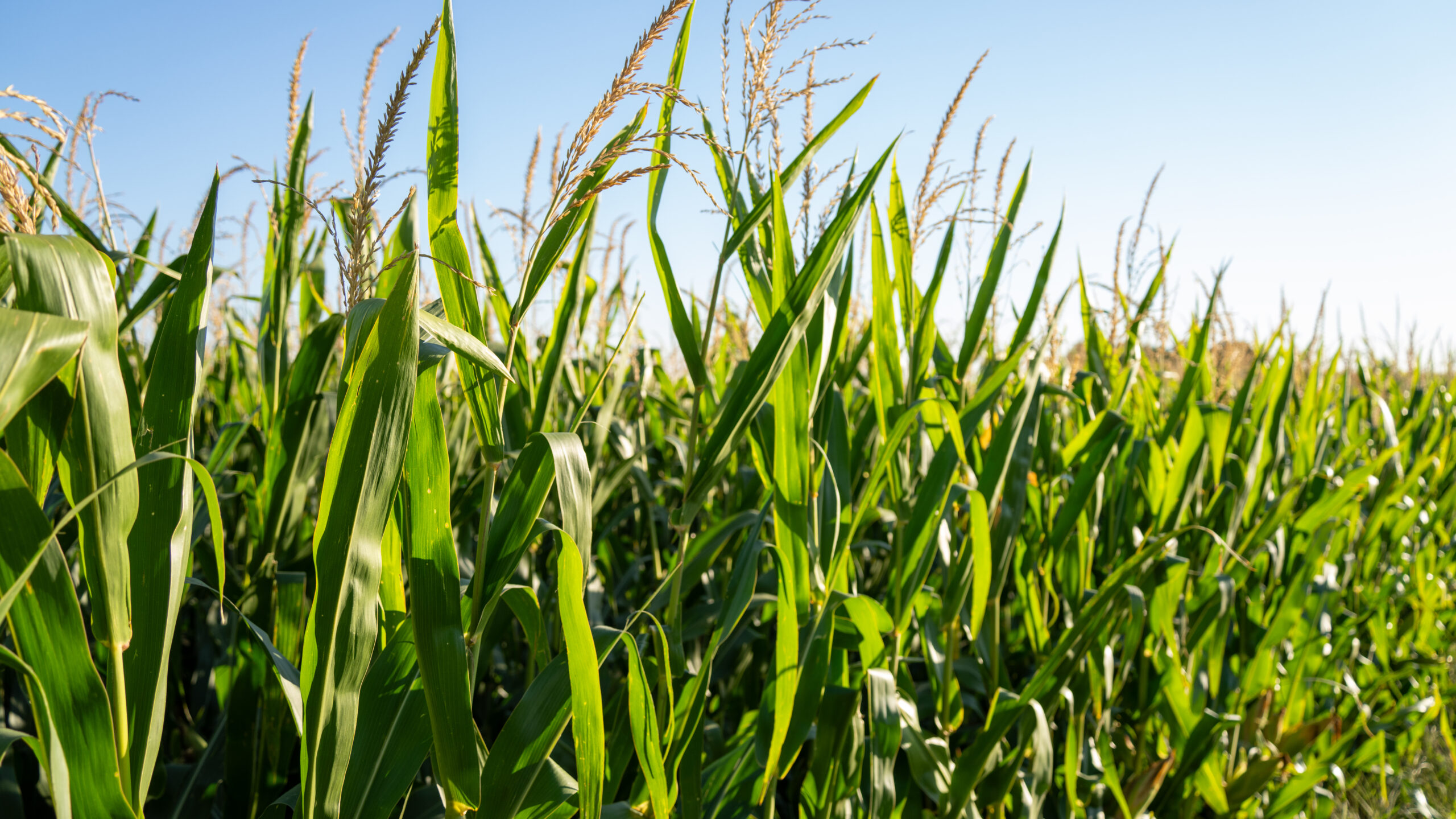 Live auction - Brown/Holt/Rock County, Nebraska