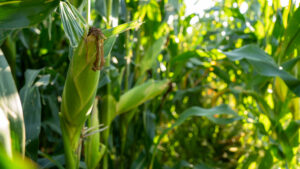 Live auction - Brown/Holt/Rock County, Nebraska