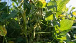 Live auction - Brown/Holt/Rock County, Nebraska