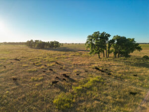 Live auction - Brown/Holt/Rock County, Nebraska