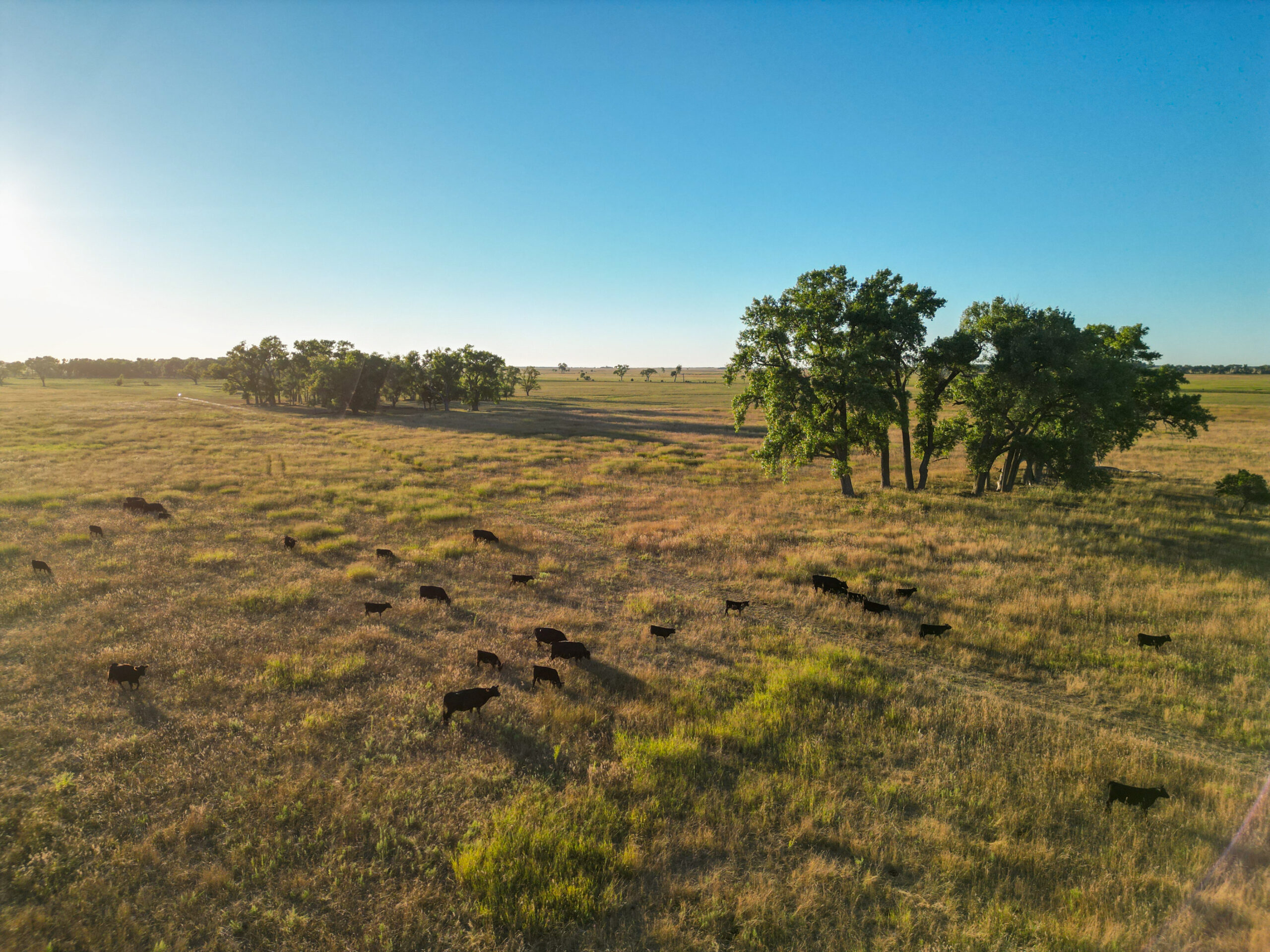 Live auction - Brown/Holt/Rock County, Nebraska