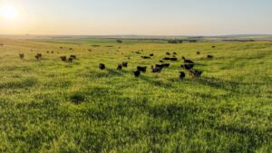 Tripp County, South Dakota Pasture/Headquarters Site Auction