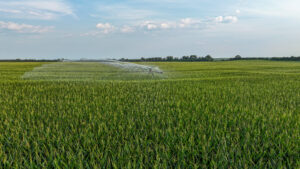 Pierce County, Nebraska Irrigated Farms for Sale