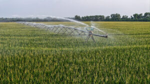 Pierce County, Nebraska Irrigated Farms for Sale