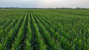 Pierce County, Nebraska Irrigated Farms for Sale