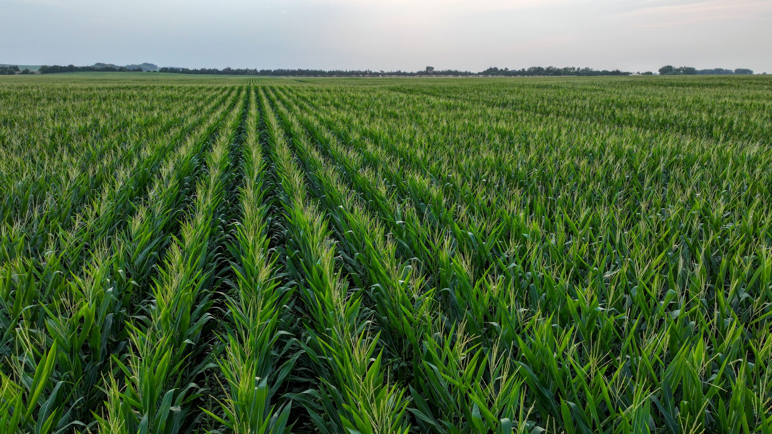 Pierce County, Nebraska Irrigated Farms for Sale