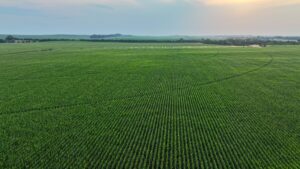 Pierce County, Nebraska Irrigated Farms for Sale