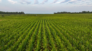 Pierce County, Nebraska Irrigated Farms for Sale